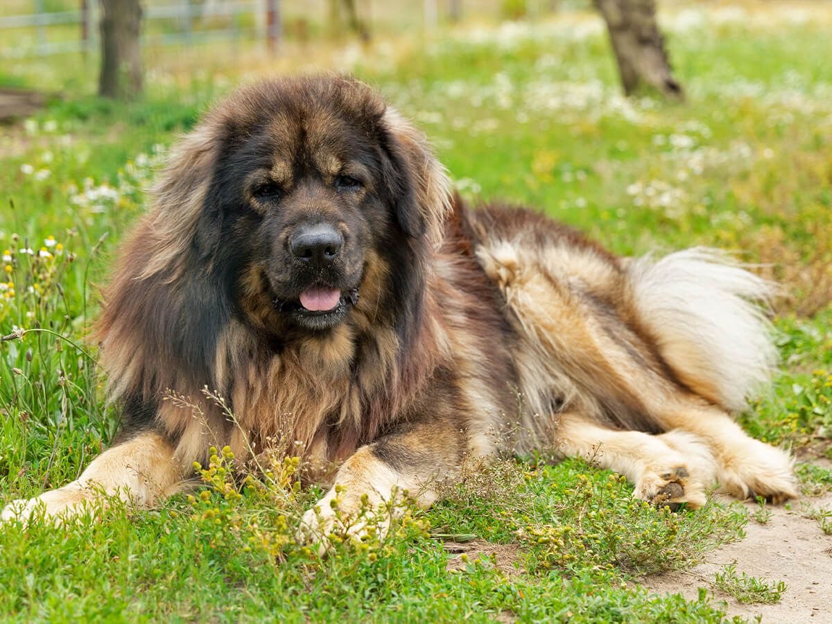 Unsere Hunde_c80_scale_1335_1000.jpg